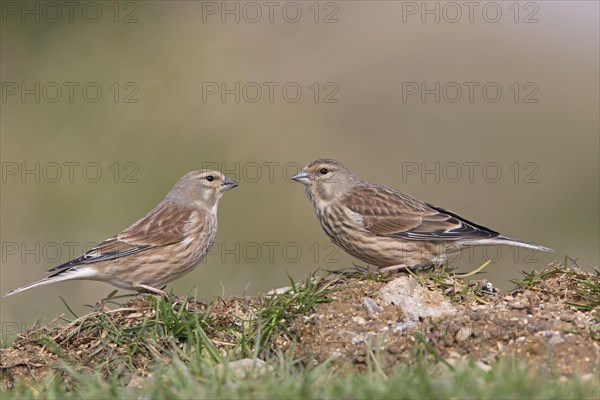 Linnet