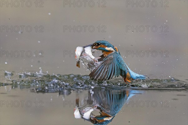 Common Kingfisher