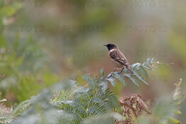 European Stonechat