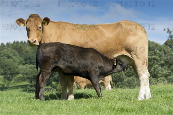 Crossbred suckler cattle with calves at foot in upland pasture