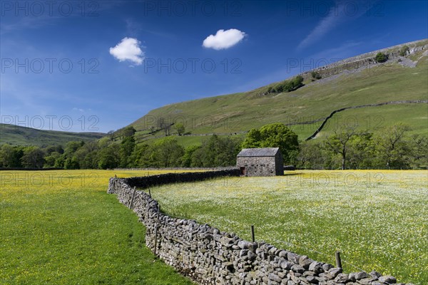 Wildflower meadows in bloom