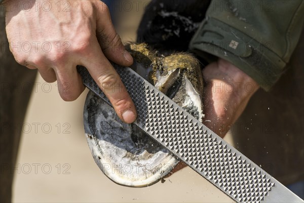 Farrier cold shoeing a horse. North Yorkshire