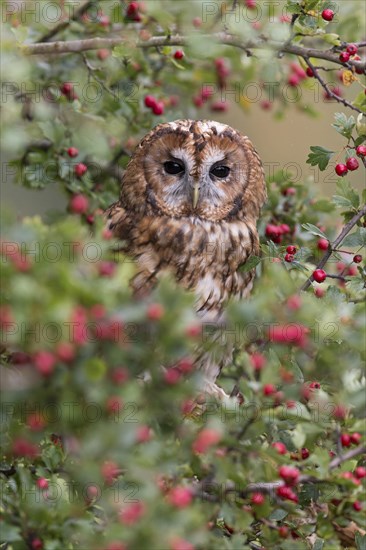 Tawny Owl