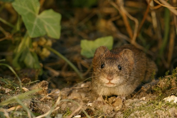 Bank Vole