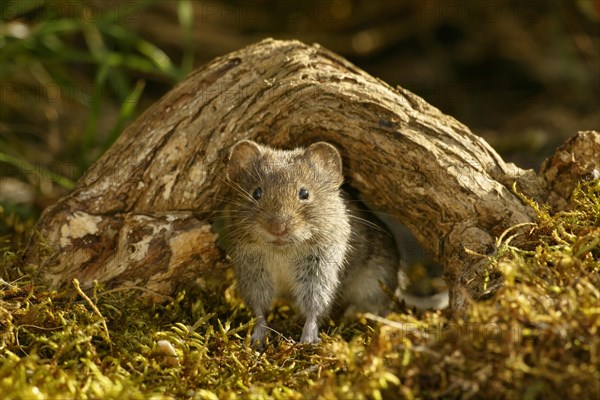 Bank Vole