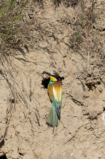 European Bee-eater