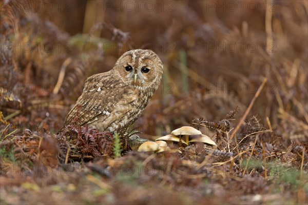 Tawny Owl