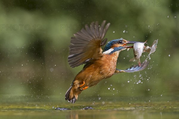 Common Kingfisher