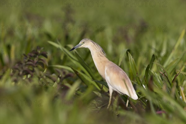 Squacco Heron