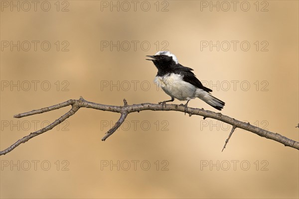 Pied Wheatear