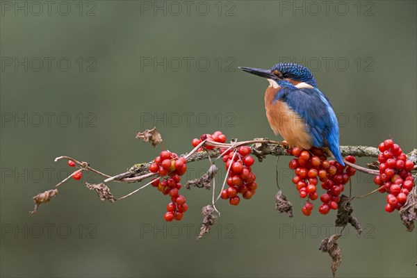 Common Kingfisher