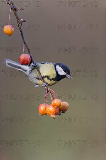 Great Tit