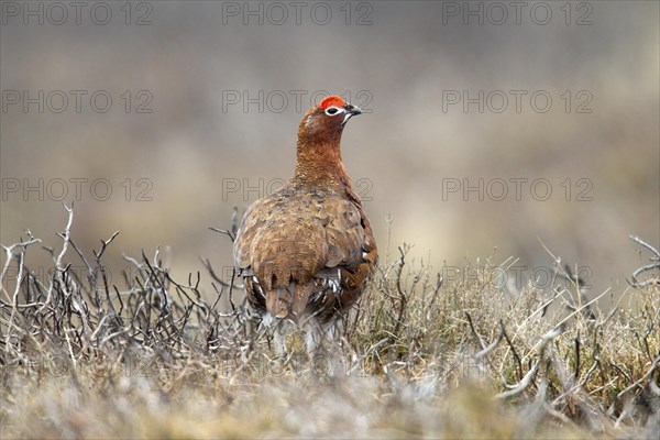 Red Grouse