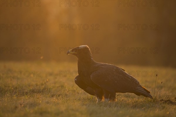 Steppe Eagle