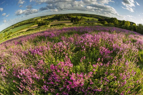 Red Campion