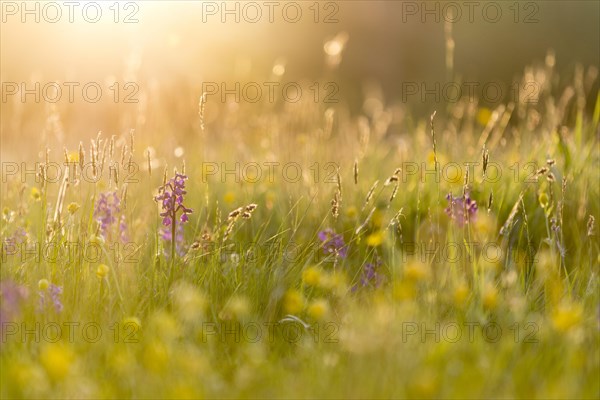 Green-winged Orchid