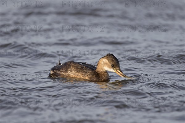 Little Grebe