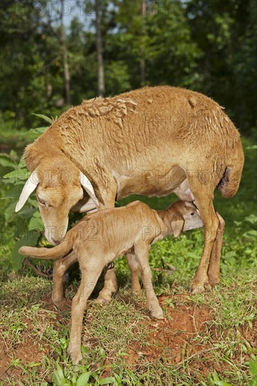 Domestic Sheep