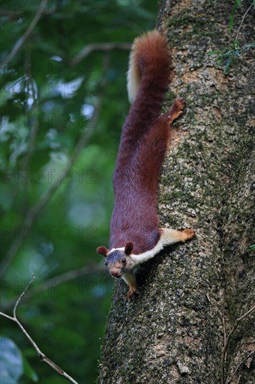 Indian Giant Squirrel