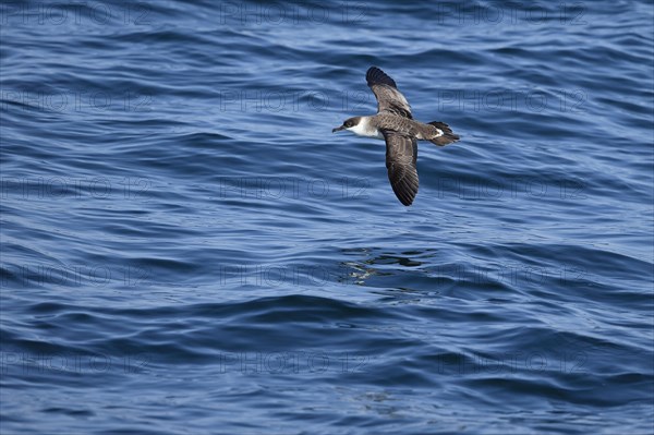 Great Shearwater