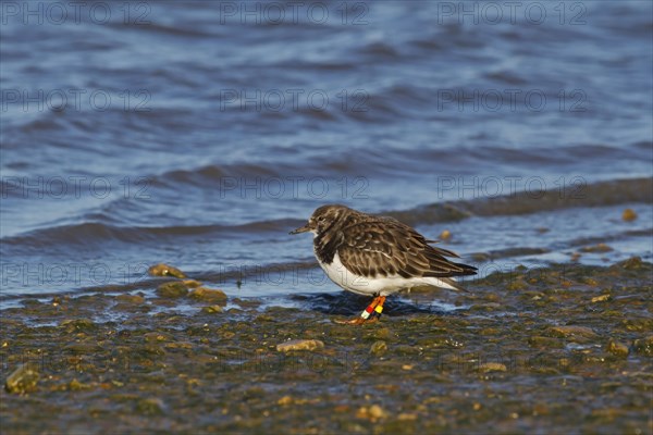 Ruddy Turnstone