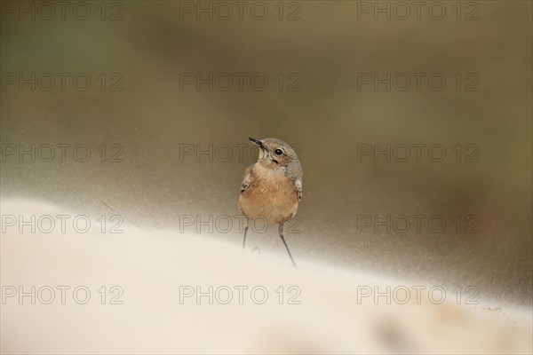 Desert Wheatear