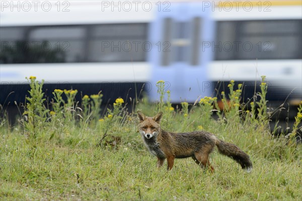 European Red Fox