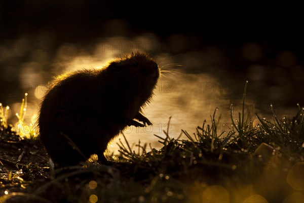 Water Vole