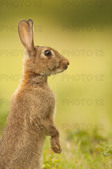 European Rabbit