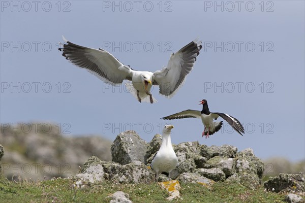 Eurasian Oystercatcher