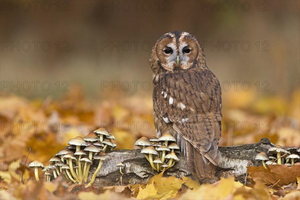 Tawny Owl