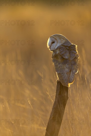 Barn Owl