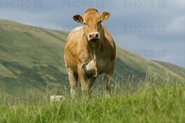 Blonde cows on upland pasture