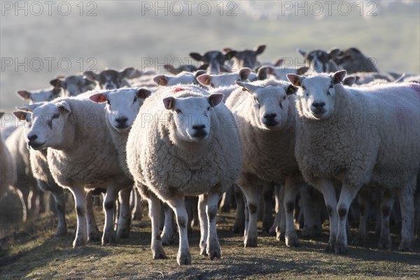 Shepherd fetching flock of sheep down off moorland on a cold crip winters morning