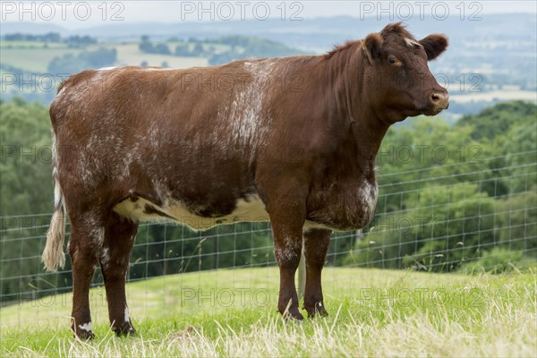 Beef Shorthorn cattle on pasture