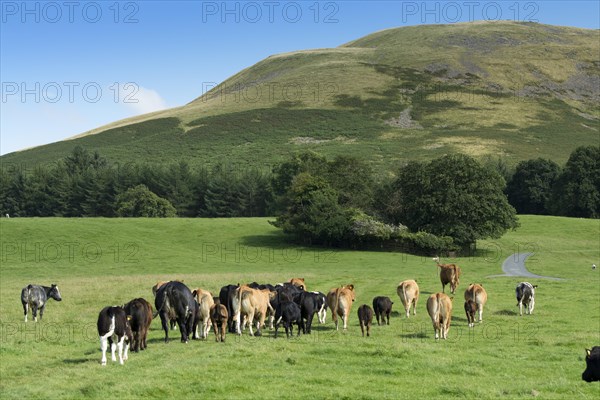 Crossbred suckler cattle with calves at foot in upland pasture