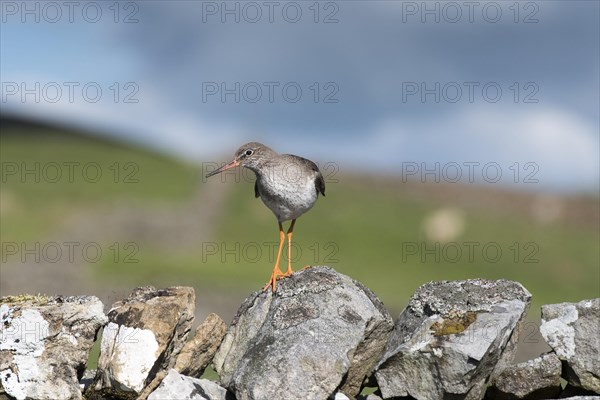 Common Redshank