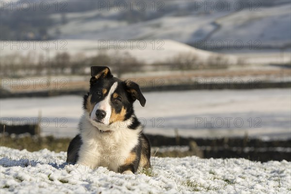 Border collie sheepdog laid in snow