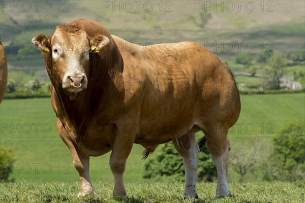 Limousin bull in pasture with herd of pedigree cattle. Lancashire