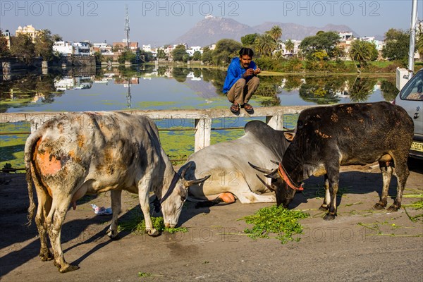 Cows being fed to earn karma points