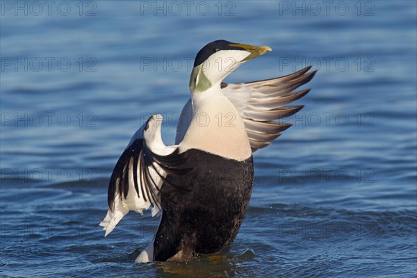 Adult male Common Eider