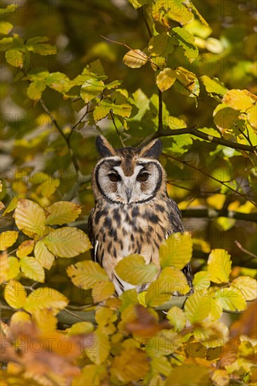 Striped Owl