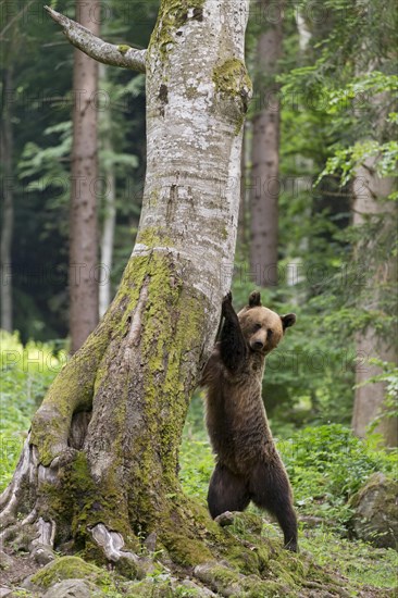 European Brown Bear