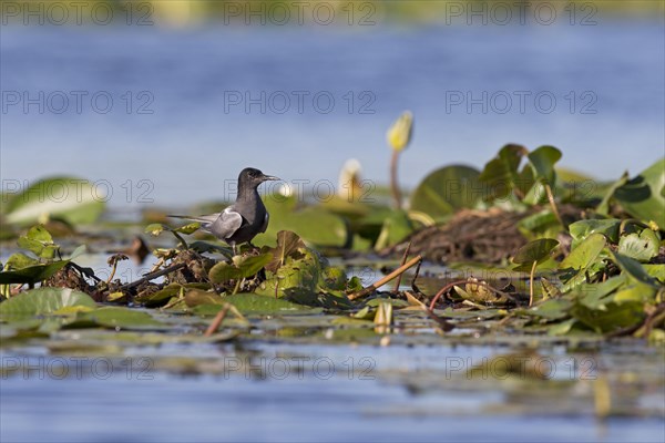 Black Tern