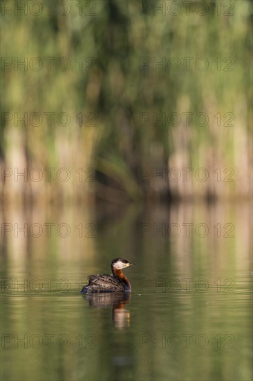 Red-Necked Grebe