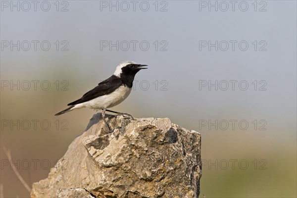 Pied Wheatear