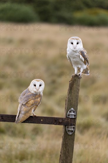 Barn Owl