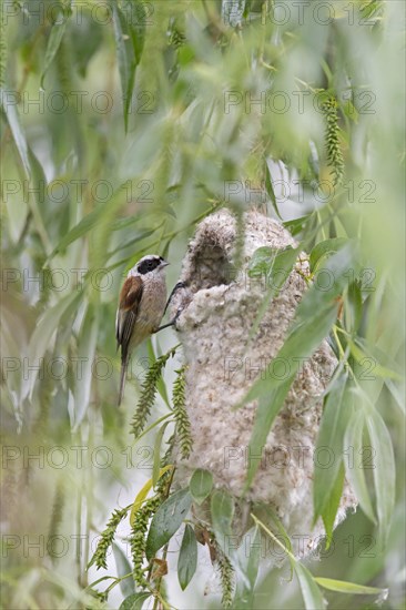 Eurasian Penduline Tit