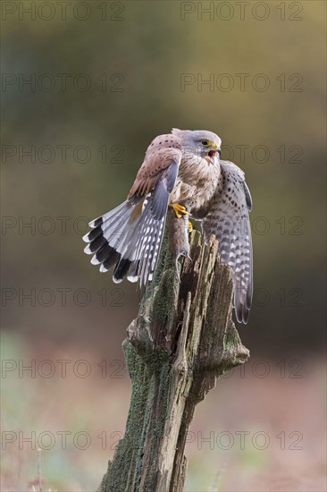 Common Kestrel