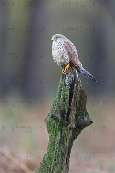 Common Kestrel